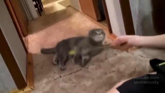 ШколоДЦПКАЭСЕР снял видео! БЕЗ РЕГИСТРАЦИИ И СМС [ШколоКАЭСЕРЫ] смотреть онлайн