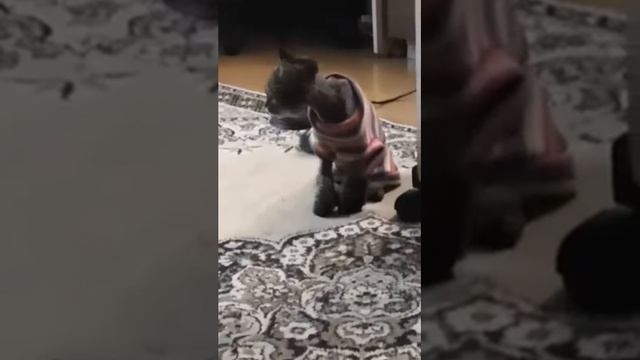 Моя первая кошка, мой друг, моя подруга, беги по радуге моя девочка смотреть онлайн