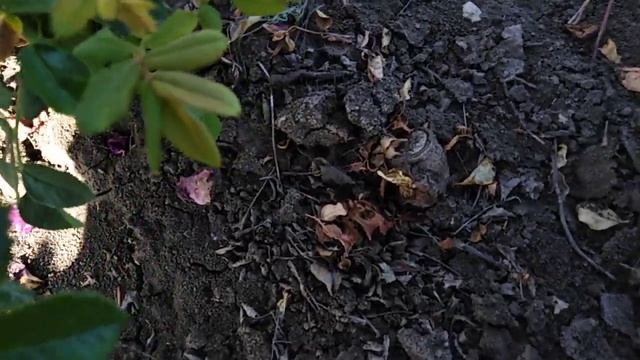 Шраб роза Рапсодия ин Блю (Rhapsody in Blue). rozapochtoi.ru смотреть онлайн