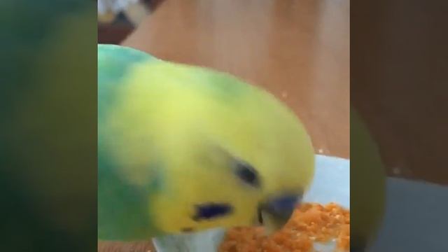 Волнистый попугай здоровое питание смотреть онлайн