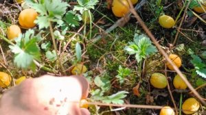 Сорт алычи гибридной Сонека (Сонейка) в Подмосковье 2022г