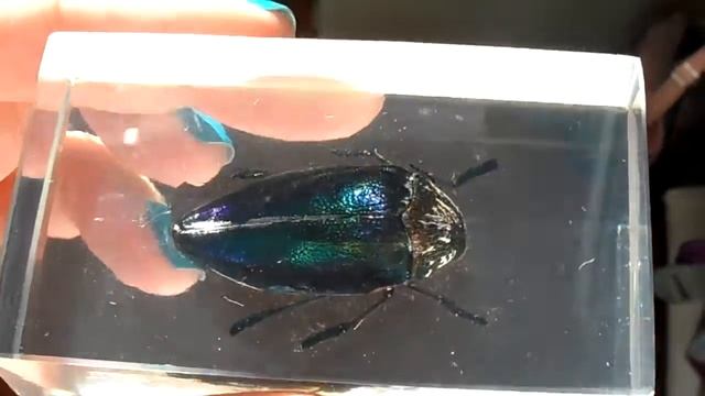 Насекомые и их знакомые. Выпуск 15. Златка восточная. sternocera orientalis смотреть онлайн