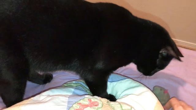 Кот-собака приносит игрушку. Cat acting like a dog. смотреть онлайн