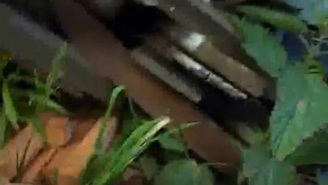 Как ободрать кору с бревен сруба. Кородер своими руками.Стройка смотреть онлайн