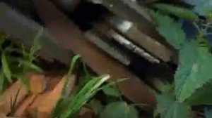 Как ободрать кору с бревен сруба. Кородер своими руками.Стройка