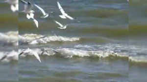 Чайка белая. Стихи Владимир Власов. Исполняет Игорь Майоров. Монтаж Николай Решетников.mp4