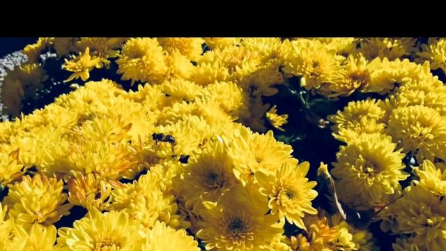 У ВАС БУДЕТ ДОЧКА !!! ПРИЗНАКИ БЕЗ УЗИ ! смотреть онлайн