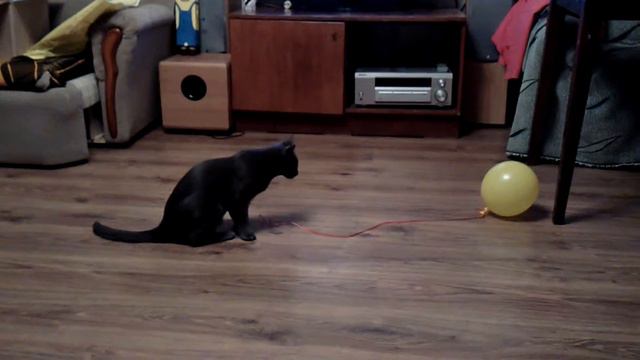 Кот и шарик смотреть онлайн