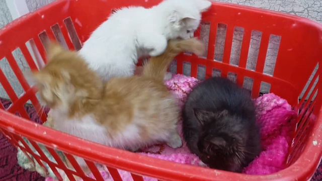 Beautiful Cats | Cats Playing And Having Fun Alone