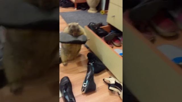 Домашние забавы Бетховена смотреть онлайн