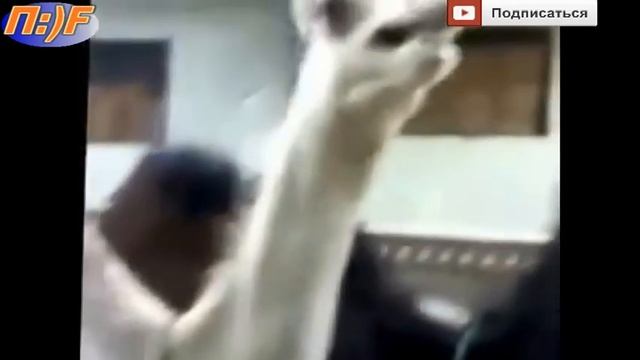 Что будет если щекотать верблюда ))) смотреть онлайн