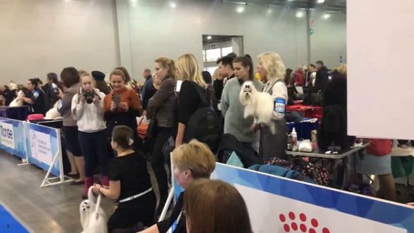 Мальтийская болонка (Мальтезе).