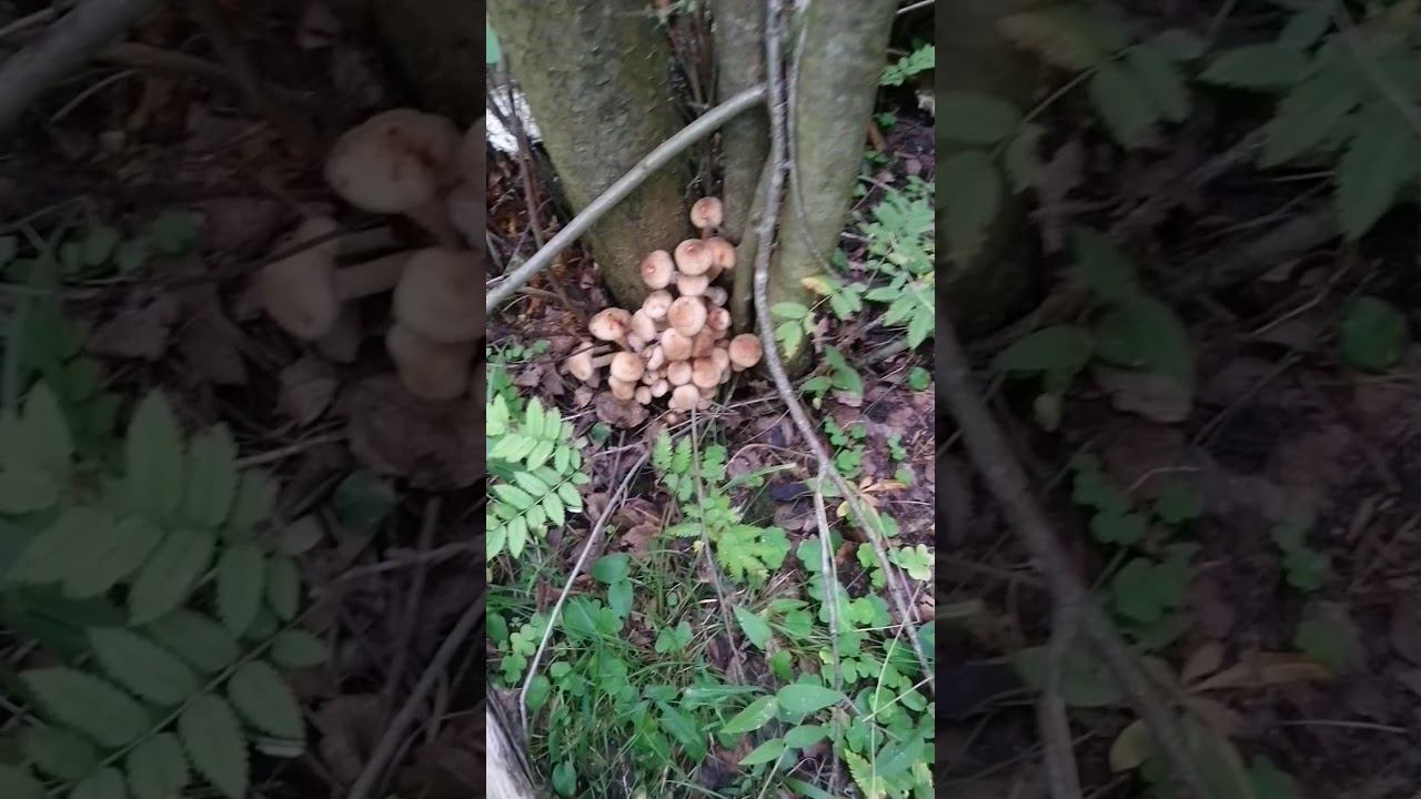 Опята в Лесу смотреть онлайн