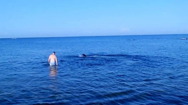 ПрИкОл. Счастливая СОБАКА ПРЫГАЕТ в воде. Happy dog jumping in the water смотреть онлайн