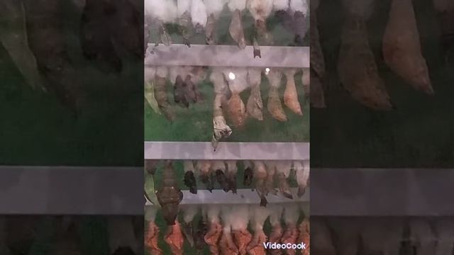 Помощь бабочке .Белянка апельсиновая смотреть онлайн