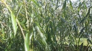 Плакучая ива дерево