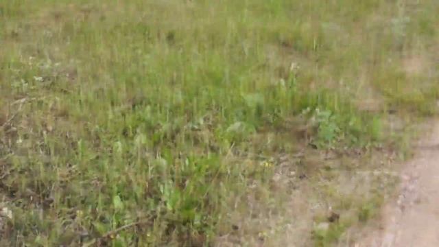 Не ходите в лес! Посадите его у дома! Тогда и грибы придут к вам! смотреть онлайн