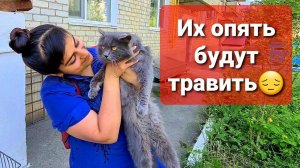 Хвостиков хотят ПОТРАВИТЬвидео с 12 мая (Архив)