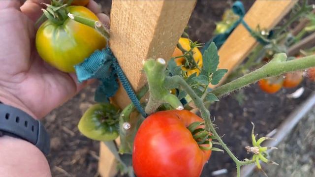 Томаты в открытом грунте. Мордовская красавица, Сердце зебры абрикосовое, Безумие Касади и другие. смотреть онлайн