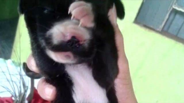 Мужчина заметил собаку, которая несла что то в зубах, приглядевшись он ужаснулся от увиденного смотреть онлайн