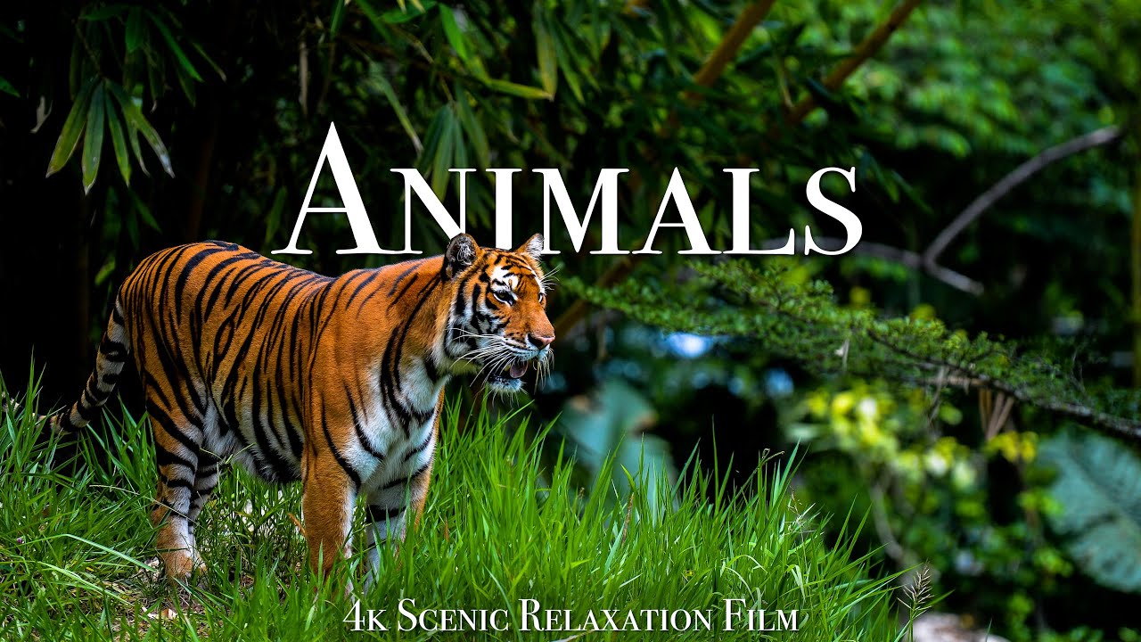 Animals Of The World 4K - Scenic Wildlife Film With Calming Musiс