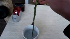 Уход за срезом хризантем и секреты их оживления