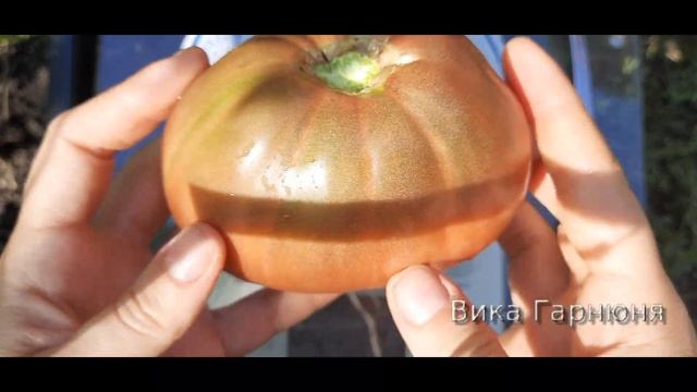 томат Фиолетовое сердце смотреть онлайн