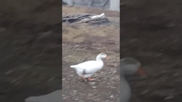 есть гуси на продажу семья 3000 за 3 гуся смотреть онлайн