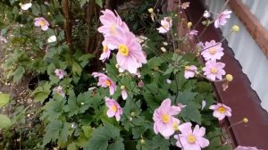 Анемона Японская.         Сентябрь 2017                         # мой сад # анемоны