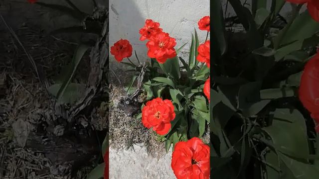 Махровые тюльпаны - шикарные! смотреть онлайн