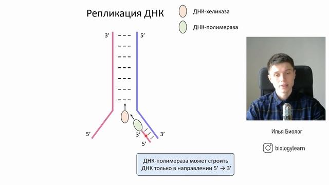 Репликация ДНК | ЕГЭ Биология смотреть онлайн