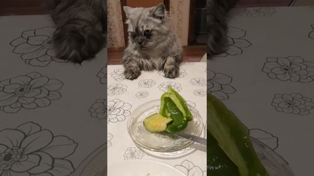 Кот ворует еду со стола! ? смотреть онлайн