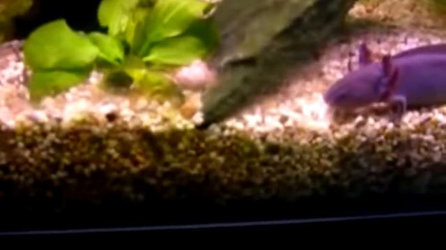 Axolotl аксолотль