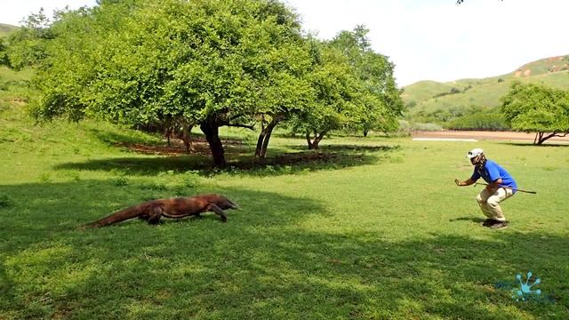 Komodo Dragons / Комодские вараны