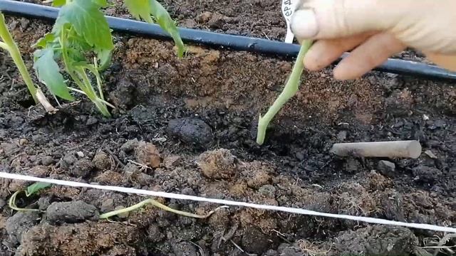 Размножение томатов пасынками смотреть онлайн