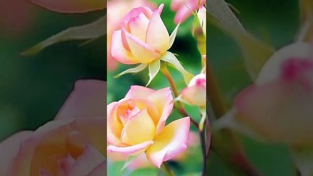 Красивое поздравление с днём рождения женщине ? смотреть онлайн