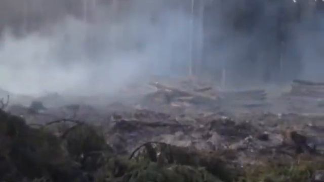 В Рязанской области лесничие пресекли незаконную вырубку леса смотреть онлайн