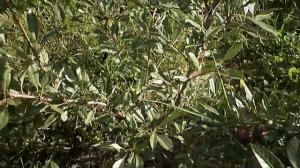 Сливовый Вишнёвый Гибрид. Кузбасс.Сибирь.