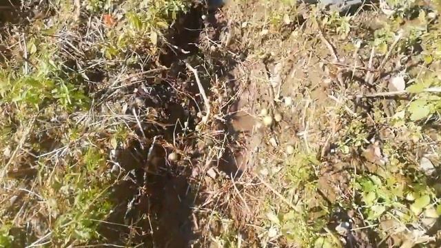 результаты посева моркови киселём, и сравнение весеннего посева и в зиму. смотреть онлайн