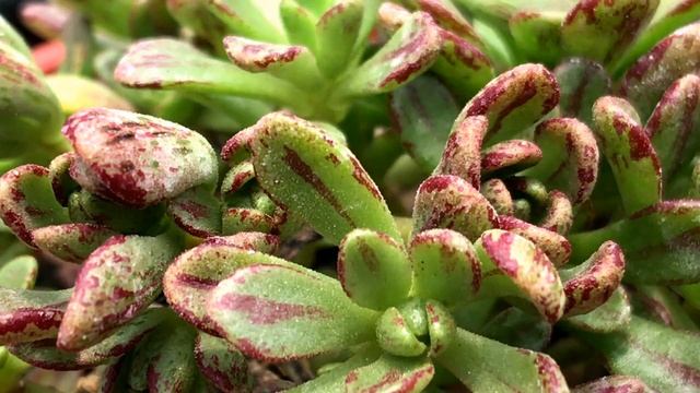 Aeonium Sedifolium 多肉植物辨識 扁葉小人之祭
