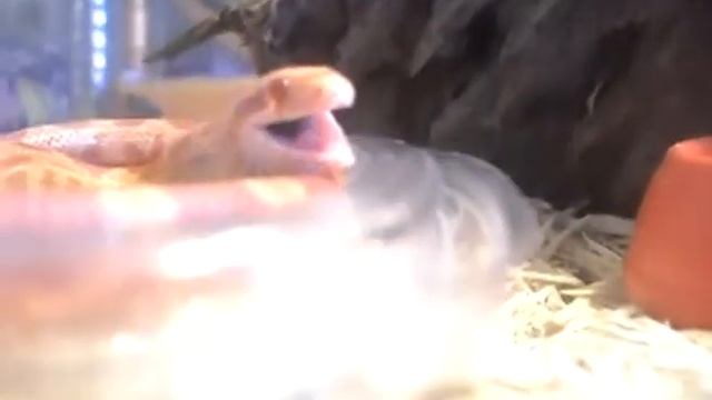 Маисовый полоз Elaphe guttata albino ест мышонка смотреть онлайн