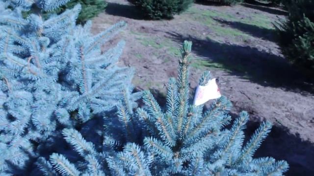 16 712 Ель колючая голубая в горшке 0.80 – 1.00 м. смотреть онлайн