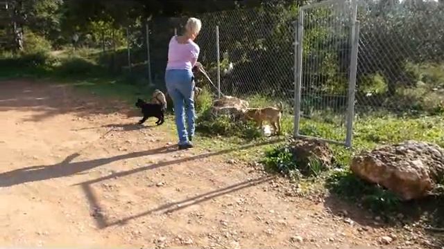 Sharpei X pups смотреть онлайн