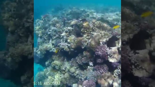 Рифы Египет Шарм эль шейх2017 смотреть онлайн