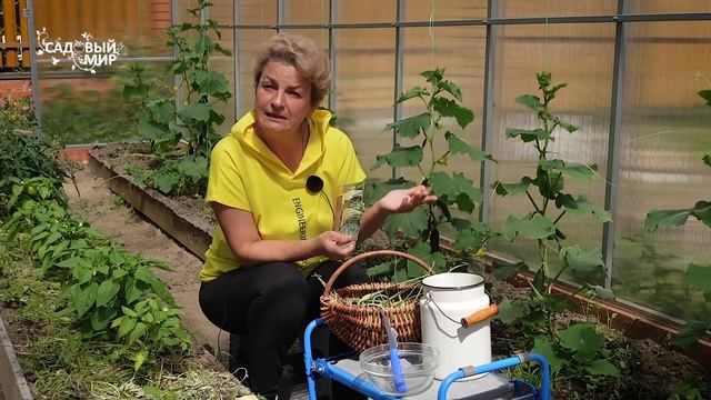 ОГУРЦЫ. ПРАВИЛА ХОРОШЕГО УРОЖАЯ. Наталия Петренко про мифы о выращивании огурцов смотреть онлайн