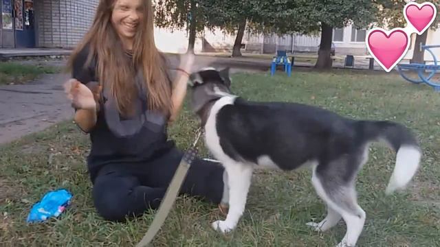 VLOG:Собака ХАСКИ , ОЧЕНЬ КРАСИВАЯ (ЩЕНОК) смотреть онлайн