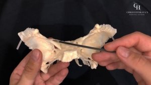 Клиновидная кость (строение, как запомнить) | Анатомия