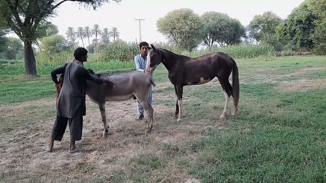 Super Murrah Donkey and Horse Meeting | Mule Donkey mating with mare смотреть онлайн