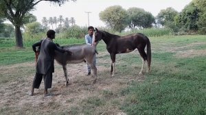 Super Murrah Donkey and Horse Meeting | Mule Donkey mating with mare