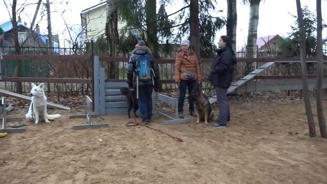 Когда собаки дерутся, что делать? Выпуск 2. смотреть онлайн